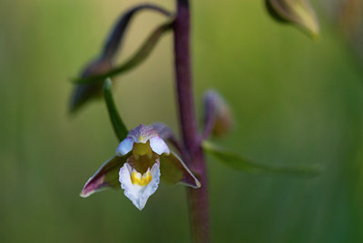 BUITEN BEELD Foto: 54688