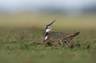 BUITEN BEELD Foto: 54692