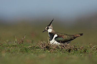 BUITEN BEELD Foto: 54693