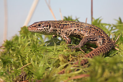 BUITEN BEELD Foto: 54721