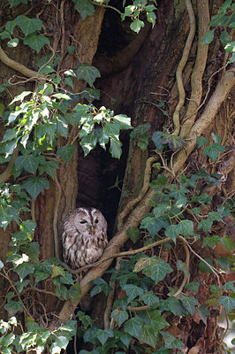 BUITEN BEELD Foto: 54723