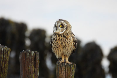 BUITEN BEELD Foto: 54731