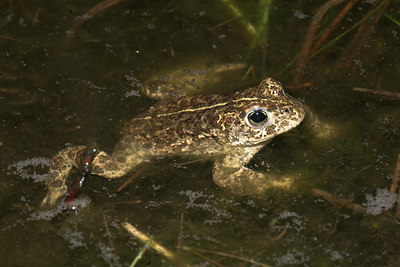 BUITEN BEELD Foto: 54738
