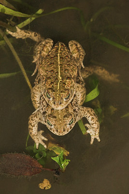 BUITEN BEELD Foto: 54741