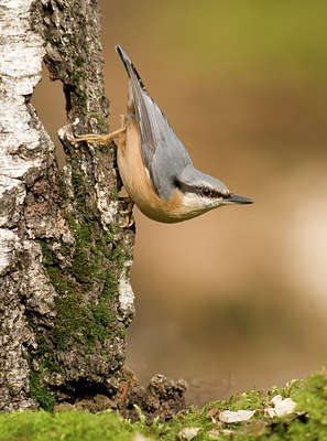 BUITEN BEELD Foto: 54751