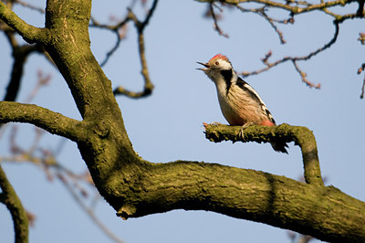 BUITEN BEELD Foto: 54752