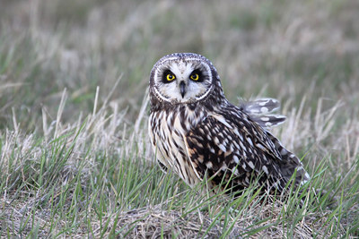 BUITEN BEELD Foto: 54753