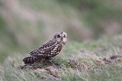 BUITEN BEELD Foto: 54756