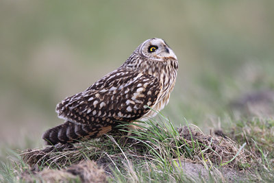 BUITEN BEELD Foto: 54758