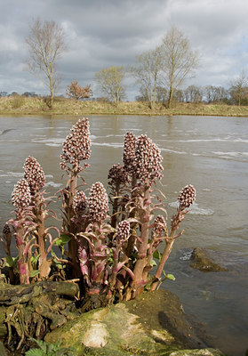 BUITEN BEELD Foto: 54767