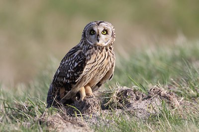 BUITEN BEELD Foto: 54772