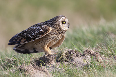BUITEN BEELD Foto: 54774