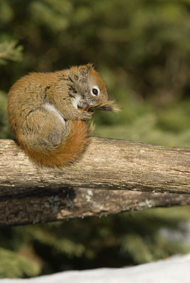 BUITEN BEELD Foto: 54782