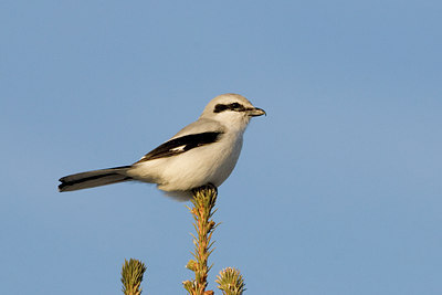 BUITEN BEELD Foto: 54783