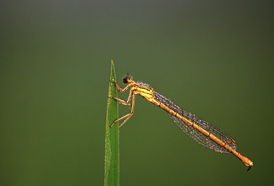 BUITEN BEELD Foto: 54815