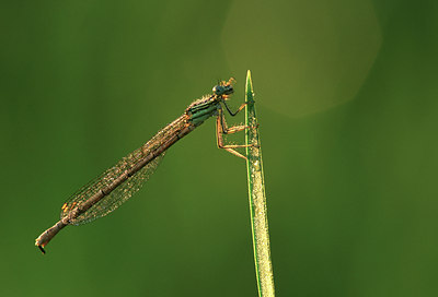BUITEN BEELD Foto: 54816