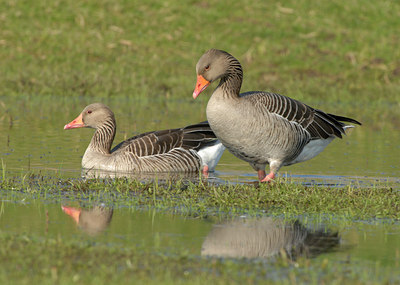BUITEN BEELD Foto: 54833