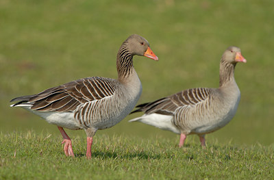 BUITEN BEELD Foto: 54834