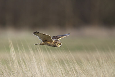 BUITEN BEELD Foto: 54850