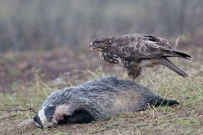 BUITEN BEELD Foto: 54854
