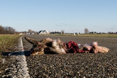 BUITEN BEELD Foto: 54858