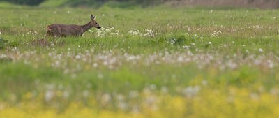 BUITEN BEELD Foto: 54861