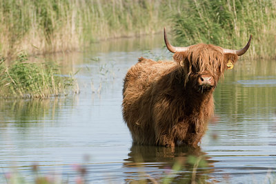 BUITEN BEELD Foto: 54862