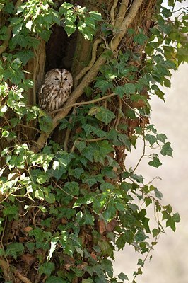 BUITEN BEELD Foto: 54863