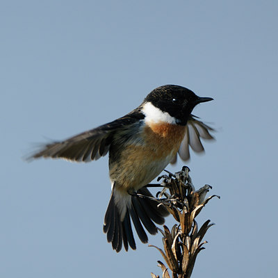 BUITEN BEELD Foto: 54871
