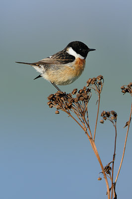 BUITEN BEELD Foto: 54872