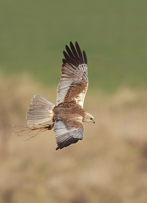 BUITEN BEELD Foto: 54884