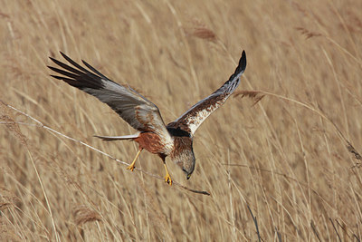 BUITEN BEELD Foto: 54885