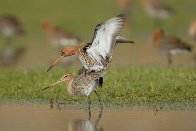 BUITEN BEELD Foto: 54888