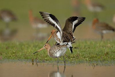 BUITEN BEELD Foto: 54890