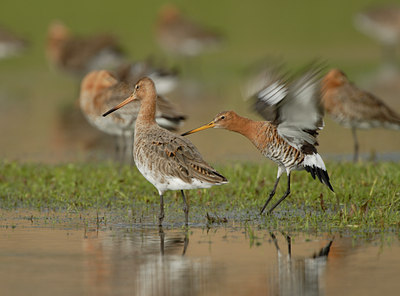 BUITEN BEELD Foto: 54893