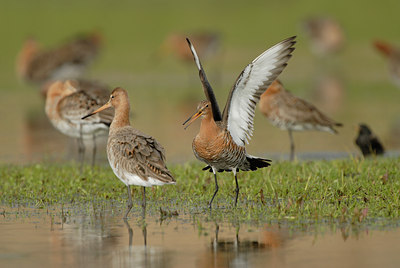 BUITEN BEELD Foto: 54894