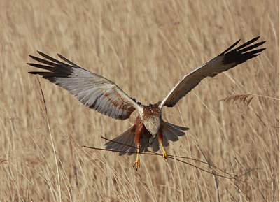 BUITEN BEELD Foto: 54899