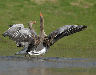 BUITEN BEELD Foto: 54905