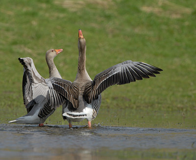 BUITEN BEELD Foto: 54906