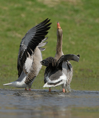 BUITEN BEELD Foto: 54907