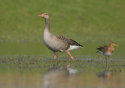 BUITEN BEELD Foto: 54908