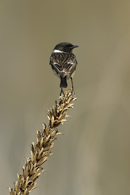 BUITEN BEELD Foto: 54914