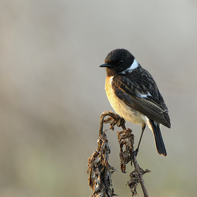BUITEN BEELD Foto: 54915