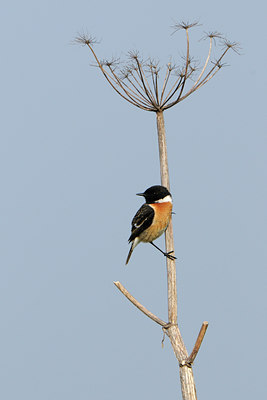 BUITEN BEELD Foto: 54953