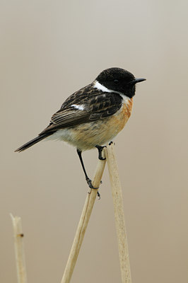 BUITEN BEELD Foto: 54954