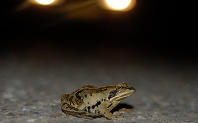BUITEN BEELD Foto: 54965