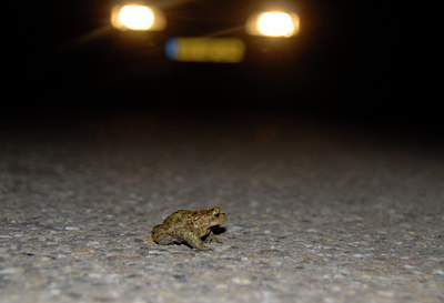 BUITEN BEELD Foto: 54967