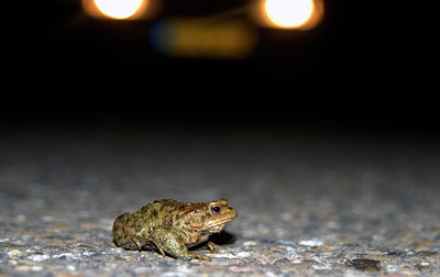 BUITEN BEELD Foto: 54969