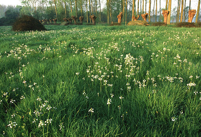 BUITEN BEELD Foto: 54972
