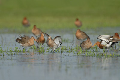 BUITEN BEELD Foto: 55036